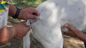 Taubaté realiza vacinação antirrábica gratuita para cães e gatos nesta quarta-feira (19)
