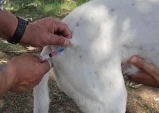 Taubaté realiza vacinação antirrábica gratuita para cães e gatos nesta quarta-feira (19)