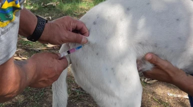 Taubaté realiza vacinação antirrábica gratuita para cães e gatos nesta quarta-feira (19)