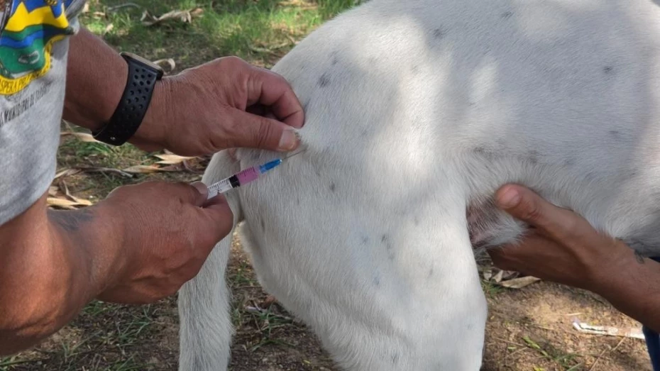Taubaté realiza vacinação antirrábica gratuita para cães e gatos nesta quarta-feira (19)