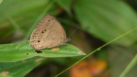 Professor da UNITAU é homenageado com nome de espécie rara de borboleta