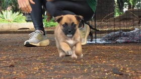 Taubaté tem feira de adoção de animais neste sábado (12)