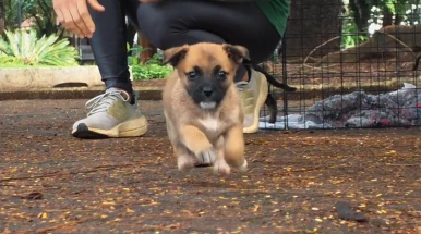 Taubaté tem feira de adoção de animais neste sábado (12)