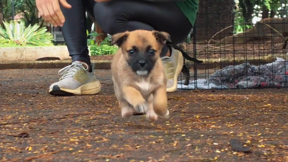 Taubaté tem feira de adoção de animais neste sábado (12)
