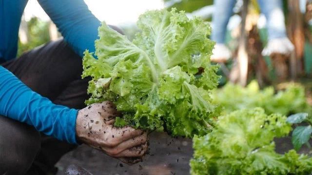 Taubaté lança programa voltado à alimentação de gestantes e crianças de até 6 anos