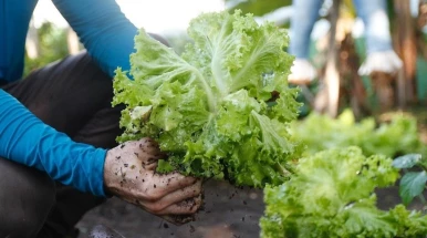 Taubaté lança programa voltado à alimentação de gestantes e crianças de até 6 anos