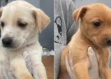 Taubaté realiza feira de adoção de animais nesta sexta (25) na Santa Terezinha