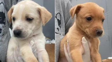 Taubaté realiza feira de adoção de animais nesta sexta (25) na Santa Terezinha