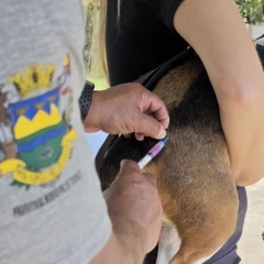Taubaté: Prefeitura realiza vacinação antirrábica de cães e gatos no Piratininga e Vila São José
