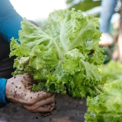 Taubaté: Taubaté abre consulta pública para plano de segurança alimentar