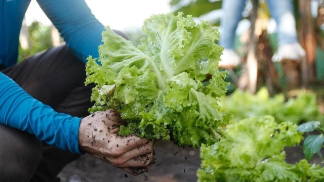 Taubaté abre consulta pública para plano de segurança alimentar