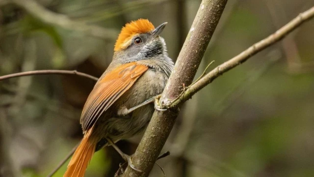 Taubaté recebe evento de avistamento de aves no Parque Vale do Itaim