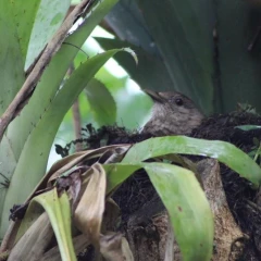 Taubaté: Projeto Avistando registra 82 espécies de aves durante caminhada no Parque Vale do Itaim em Taubaté