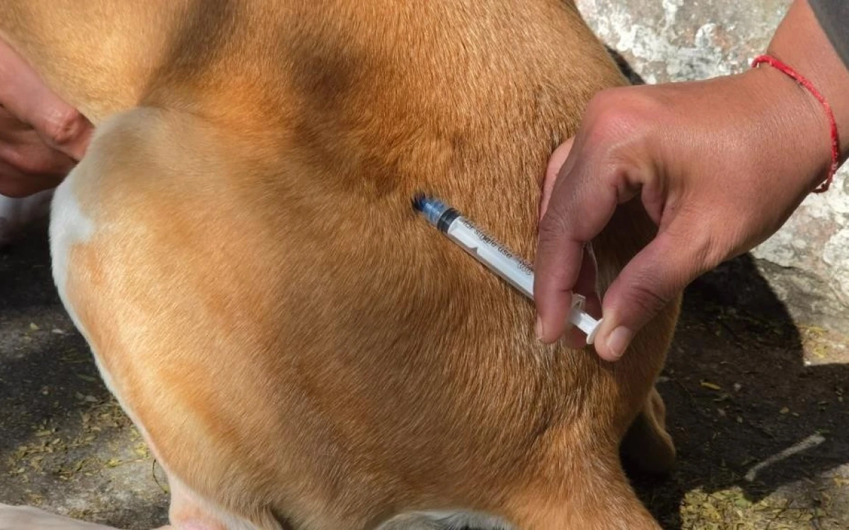 Prefeitura realiza vacinação antirrábica de cães e gatos na região da Independência