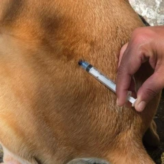 Prefeitura realiza vacinação antirrábica de cães e gatos na região da Independência