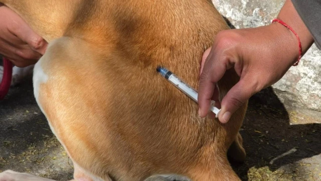 Prefeitura realiza vacinação antirrábica de cães e gatos na região da Independência