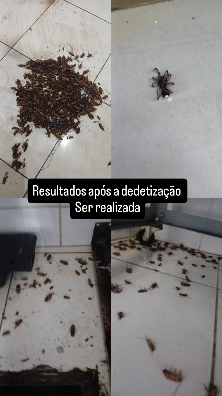 Foto de Kombat Controle de Pragas Dedetizadora
