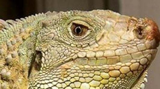 Conhecendo o mundo animal