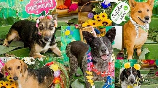 Feira de adoção animais do CCZ 