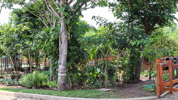 CULTIVANDO CUIDADOS: MANEJO NA FLORESTA COMESTÍVEL