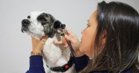 Taubaté: Veterinário em Taubaté - Comunicado a Imprensa / Press Release 2026-001