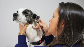 Taubaté: Veterinário em Taubaté - Comunicado a Imprensa / Press Release 2026-001