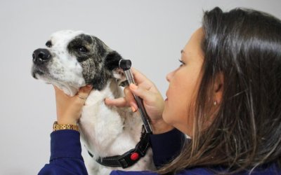 Taubaté: Veterinário em Taubaté - Comunicado a Imprensa / Press Release 2026-001