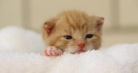 Taubaté: Nomes de Gato 2026: Guia Completo com Significados para Macho, Fêmea e Gatinhos