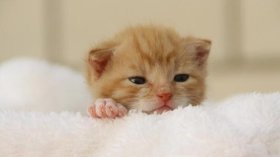 Taubaté: Nomes de Gato 2026: Guia Completo com Significados para Macho, Fêmea e Gatinhos