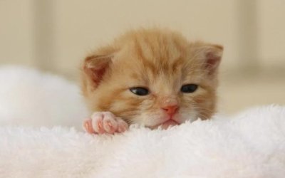 Taubaté: Nomes de Gato 2026: Guia Completo com Significados para Macho, Fêmea e Gatinhos