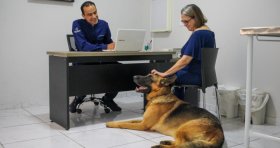 Taubaté: MedCani lança campanha de combate à doença do carrapato em cães e gatos de Taubaté