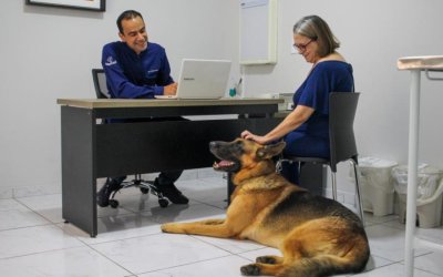 Taubaté: MedCani lança campanha de combate à doença do carrapato em cães e gatos de Taubaté