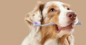 Taubaté: MedCani lança campanha de limpeza periodontal para cães e gatos em Taubaté e reforça a importância da saúde bucal nos pets