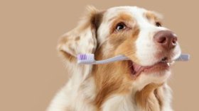 Taubaté: MedCani lança campanha de limpeza periodontal para cães e gatos em Taubaté e reforça a importância da saúde bucal nos pets