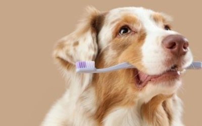 Taubaté: MedCani lança campanha de limpeza periodontal para cães e gatos em Taubaté e reforça a importância da saúde bucal nos pets