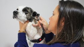 Taubaté: Dermatologia e Alergologia Veterinária em Taubaté: como identificar e tratar coceiras e lesões na pele do seu pet