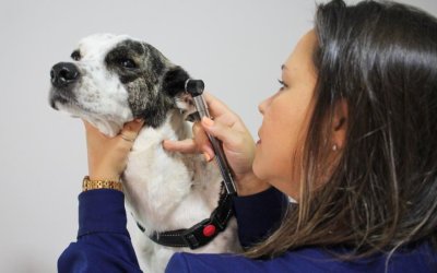 Taubaté: Dermatologia e Alergologia Veterinária em Taubaté: como identificar e tratar coceiras e lesões na pele do seu pet