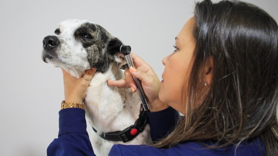 Dermatologia e Alergologia Veterinária em Taubaté: como identificar e tratar coceiras e lesões na pele do seu pet