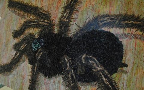 Exposições Artrópodes e Poesia Exposta