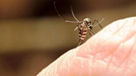 Dengue: Taubaté ultrapassa 2 mil casos confirmados