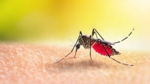 Taubaté: Taubaté confirma mais cinco mortes por dengue