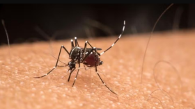 Taubaté registra 30 mortes causadas pela dengue