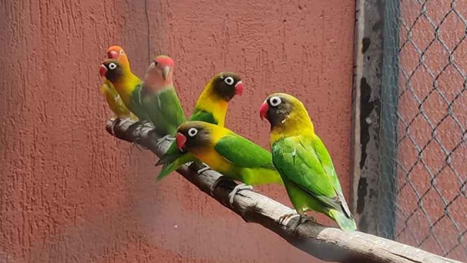 Aves exóticas e nativas são apreendidas em casa no Jardim das Nações