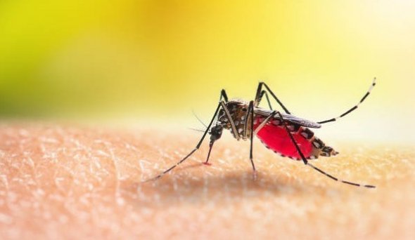 Taubaté: Taubaté entre em situação de emergência por epidemia de dengue