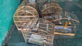 Aves nativas são resgatadas de cativeiro irregular em Taubaté