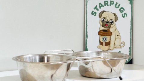 Obesidade em cães e gatos: como identificar e o que fazer em Taubaté
