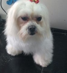 Foto de Bidu Banho & Tosa