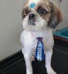 Foto de Bidu Banho & Tosa