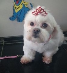 Foto de Bidu Banho & Tosa