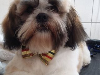 Foto de Cão Vaidoso Taxi Dog e Pet Móvel - Banho e Tosa